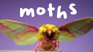 7 Spectacular Moths in Slow Motion [upl. by Leesen]