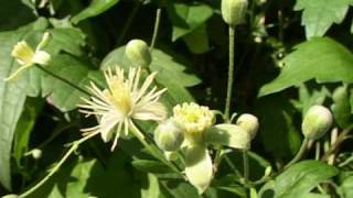 Bach Flower Remedies  Clematis [upl. by Airuam53]