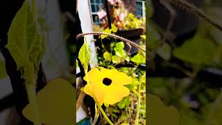 Black eyed Susan vine [upl. by Zolnay]