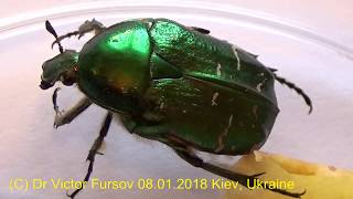 Why Did Funny Green Rose Chafer Cetonia aurata Wake Up At Winter ЧудоЖук Бронзовка [upl. by Eerrahs]