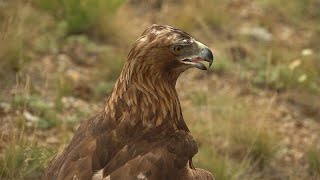 La falconeria in Kazakistan Patrimonio Immateriale dellUnesco [upl. by Ahtnamas]