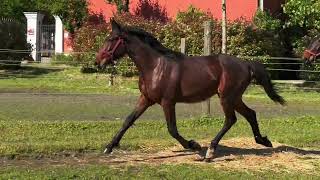 Idilliaco DArc  Arcadia Centro Equino  2023  Trotto Yearling [upl. by Nnaul]