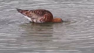 Большой веретенник Limosa limosa Black tailed Godwits Uferschnepfe Λιμόζα Paprastasis griciuk [upl. by Dodwell]