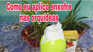 VOCÊ JÁ FAZ O USO DO ENXOFRE NAS ORQUÍDEAS A MEDIDA CERTA PRA APLICARvídeo 3 [upl. by Feerahs]