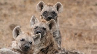 How does a laughing hyena sound Real laughing hyenas beg for lunch [upl. by Benny]