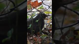 Common blackbird bird birdlover birdphotography [upl. by Siuraj]