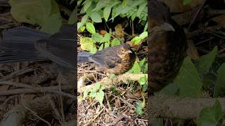 Juvenile Blackbird exploring  UK Birds shorts [upl. by Featherstone938]