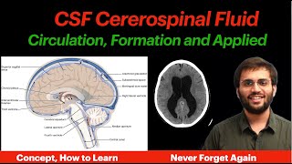 CSF Circulation  Physiology  Formation Properties Hydrocephalus CNS Physiology  Neuroanatomy [upl. by Enuj968]