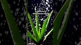 Qué es y para qué sirve aloe vera sabila tipssaludables sabiasque tips curiosidades [upl. by Alli174]