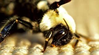 Bumble bees mating [upl. by Eanaj]