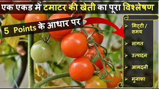 एक एकड़ टमाटर की खेती में लागत आमदनी और प्रॉफिट की पूरी जानकारी  Tomato Farming In India [upl. by Sampson133]