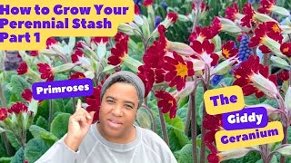 How To Grow Your Perennial Stash Part 1 PRIMROSES [upl. by Oniuqa813]