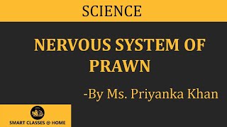 Nervous System of Prawn lecture BSc Biotechnology by Priyanka Khan I Guru Kpo [upl. by Rbma]