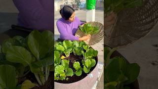 Today’s harvest part1 harvest gardening youtubeshorts [upl. by Elorac]