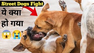 Robert Vs Pitbull  Pitbull Vs Dogo Argentino  Rottweiler Fighting  German Shepherd Fighting Video [upl. by Nylsirk]