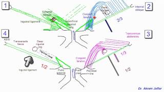 Anatomy of the inguinal region simplified [upl. by Toille]