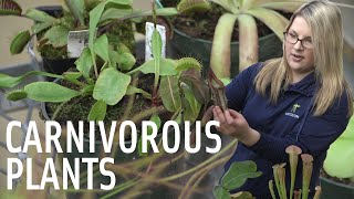 Carnivorous Plants at Meijer Gardens [upl. by Hubey297]