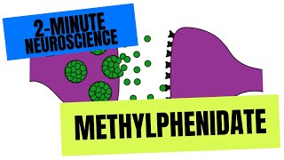 2Minute Neuroscience Methylphenidate [upl. by Jamil]