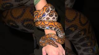 My favorite yoinkes ￼snakeviralwildlifeyoutubeanimalseducationalpythonanaconda [upl. by Slyke]