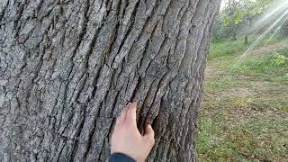 IL PATRIARCA La quercia di contrada Maccarone ad Andria [upl. by Acimehs359]