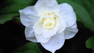 Trillium grandiflorum with Dan Jaffe [upl. by Euqininod]