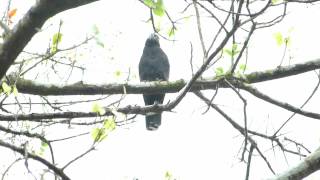 Hookbilled Kite by Charlie Vogt [upl. by Emelia746]