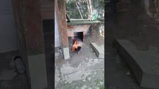 Hen Fight  Ghar main ghus ke marenge funny [upl. by Ralaigh225]