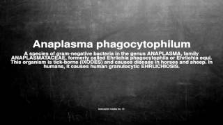 Medical vocabulary What does Anaplasma phagocytophilum mean [upl. by Deni]