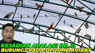 SYOKK TEREKAM JELAS BURUNG INI SELALU NEMPEL DI DOME AVIARY EH TERNYATA [upl. by Kennie]