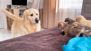 How a Golden Retriever Became a Friend to New Tiny Puppies Compilation [upl. by Petrine]