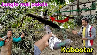 Jungle mai nayab kabootar pakada  new pigeon video 🕊 [upl. by Laehcor281]