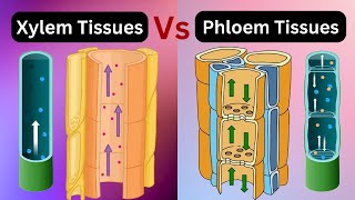 Xylem vs phloem tissues  xylem vs phloem Vascular bundles Biology [upl. by Harriett]