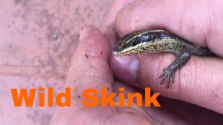 Saving A Lizard Skink In A Sink [upl. by Noami]