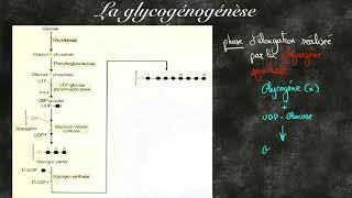 La glycogénogénèse [upl. by Leena]