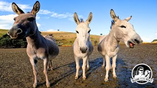 Episode 9 Waiheke Island Sailing Donkeys  Ceviche  Coromandel Town  The return of Banga [upl. by Giraud131]