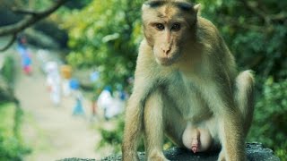 Indian Monkey HD Video Bandar ka HD Video [upl. by Aiceled148]