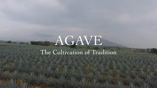 AGAVE The Cultivation of Tradition [upl. by Pembroke]