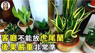 客廳不能養虎尾蘭，尤其是這2種客廳，不是迷信已被證實！虎皮蘭花花世界 [upl. by Philip]