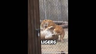 Liger vs Liger  Battle of giants animal cat fight liger lion tiger [upl. by Gnim]