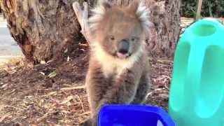 Adorable Thirsty koala [upl. by Leonsis]