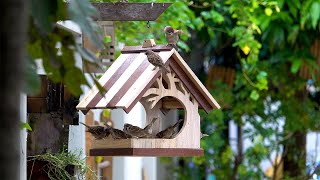 DIY Bird Feeder [upl. by Vachell]