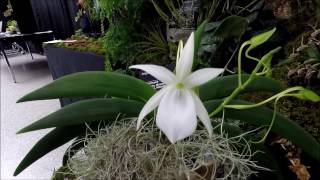 Orchid show OrchidFête 2016 by ECOS  Montreal Botanical Garden display [upl. by Esilanna]