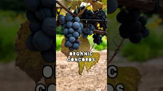 Organic Concord Grapes [upl. by Janie]