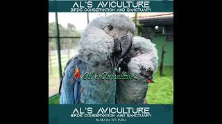 Spix Macaw in Als Aviculture  Als Aviculture will successfully breed Spix Macaw alsaviculture [upl. by Gainer117]