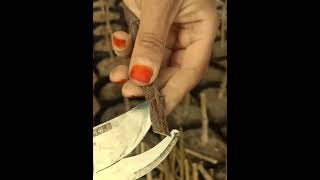 Achieve Perfect Grafts Every Time grafting nature graft satisfying plants gardening diy [upl. by Drawd]