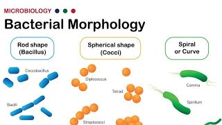 Morphology of Bacteria  Structural forms of Bacteria Spirilla Bacilli and Cocci [upl. by Chipman62]