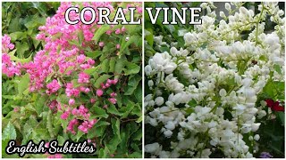 How to grow care amp propagate Coral vineAntigonun LeptopusBee bushEnglish subtitlePremas Garden [upl. by Skeie]