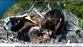 2023 03 26 Osprey Live Stream Moorings Park Naples [upl. by Terri167]