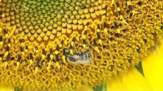 BEES Apis mellifera scutellata action [upl. by Lap735]