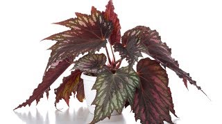 Reproducir Begonia Rex por esquejes de hojas  Bricomanía  Jardinatis [upl. by Hsirt]